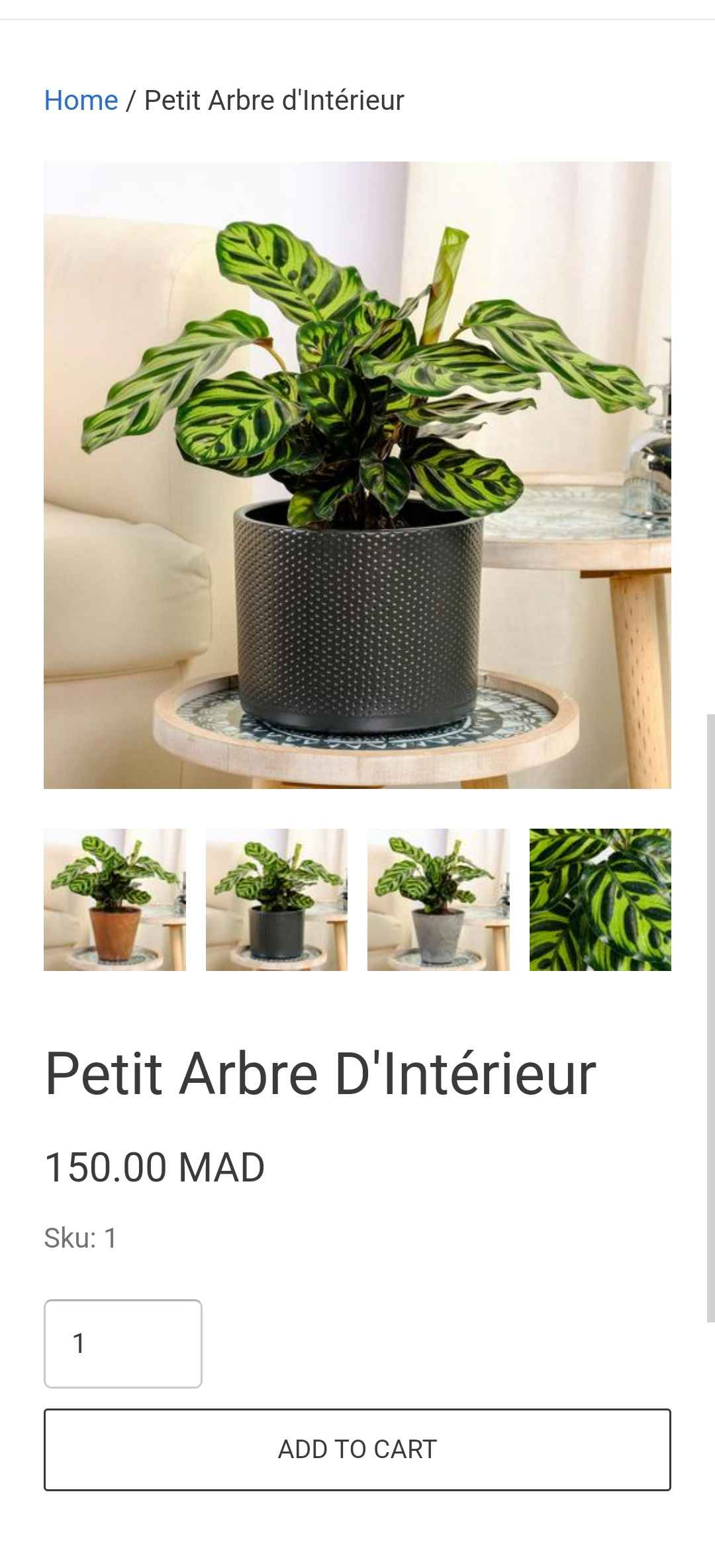 site preview